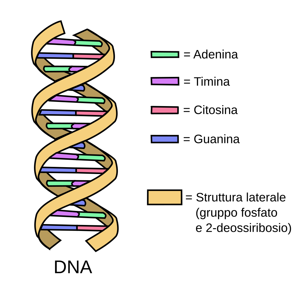 dna bis