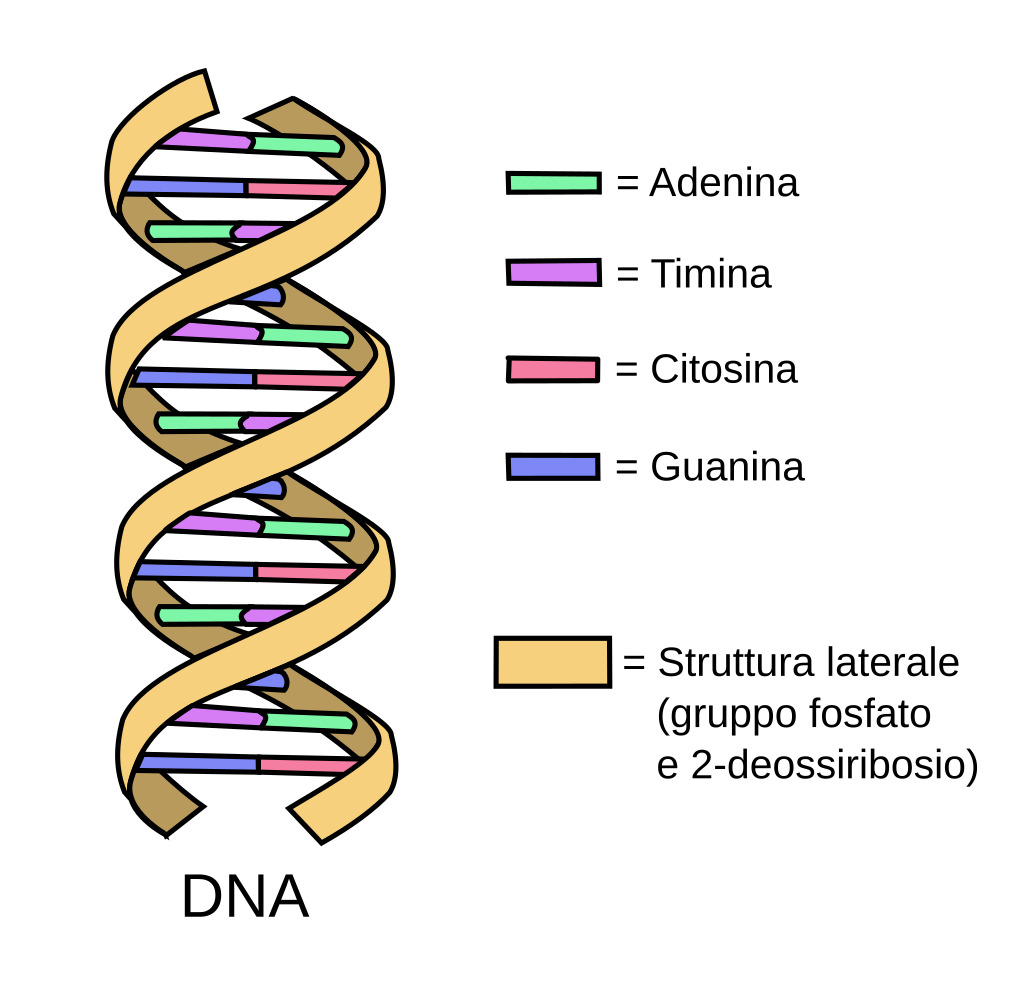 dna 4