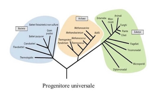 progenitore